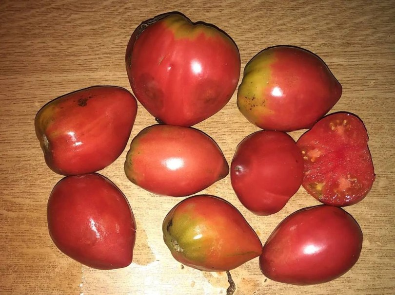 Szerb Ökörszív paradicsom - Serbian Oxheart, Lycopersicum esculentum, paradicsom